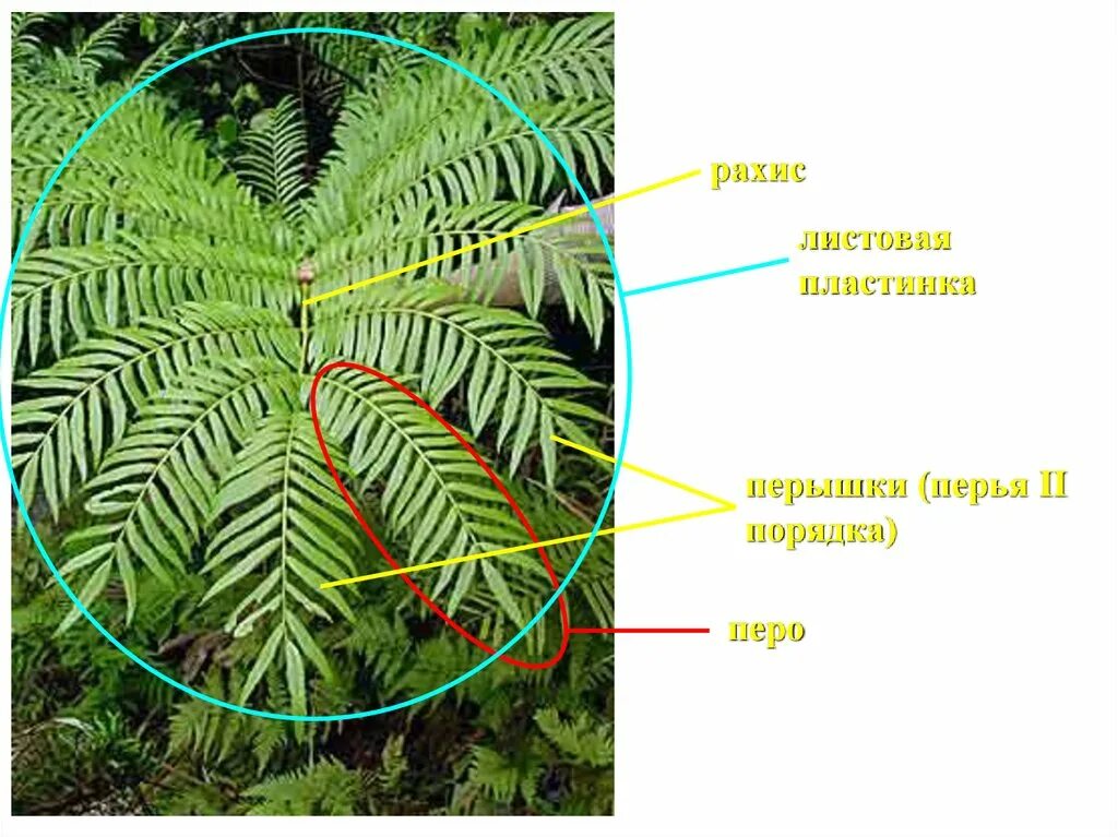 Папоротник athyrium. Кочедыжник фризелли. Рахис у вайи. Пузырник папоротник. Папоротник форма листовой пластинки.