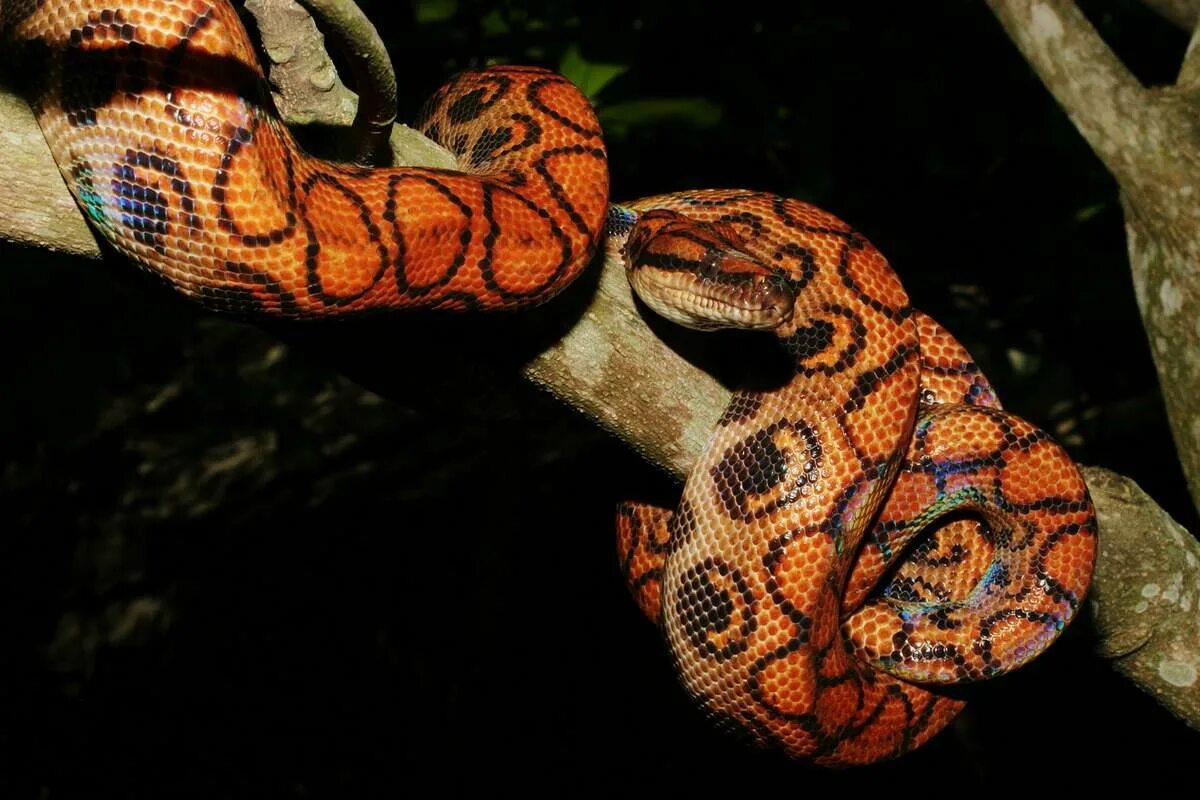 Белогубый питон. Колумбийский радужный удав. Аргентинский радужный удав. Радужный удав 5. Бразильский радужный удав.