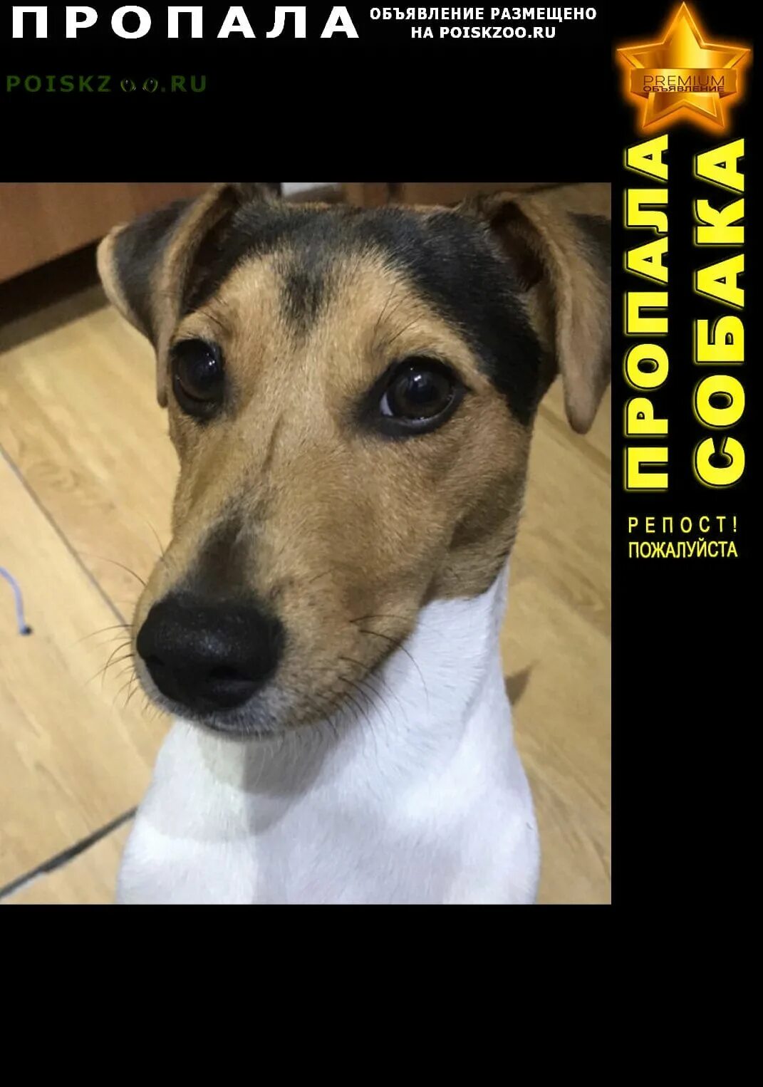 Собака славянск на кубани. Собака славянск на кубани. Пропала собака славянск на кубани инстаграмм. Собака славянск на кубани. Такса годовалая.