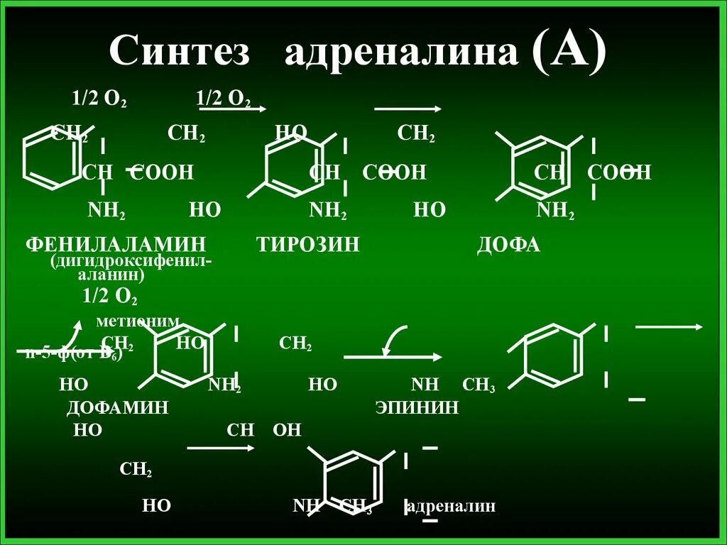 Синтез адреналина биохимия. Синтез Дофа биохимия. Химический Синтез адреналина. Образование адреналина.