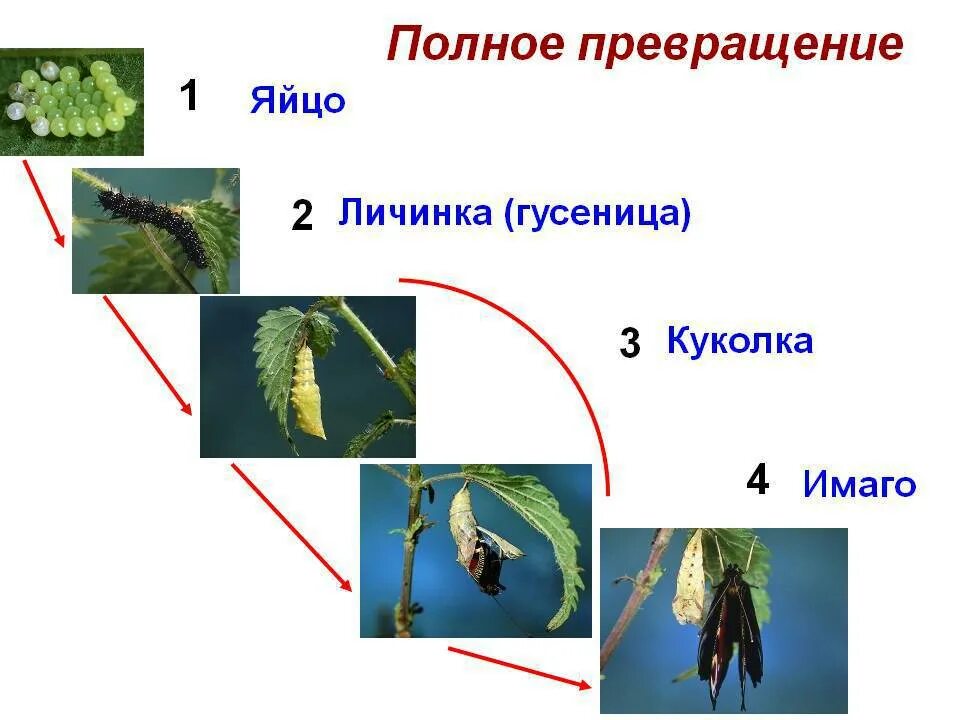 Какие стадии проходят насекомые с полным превращением