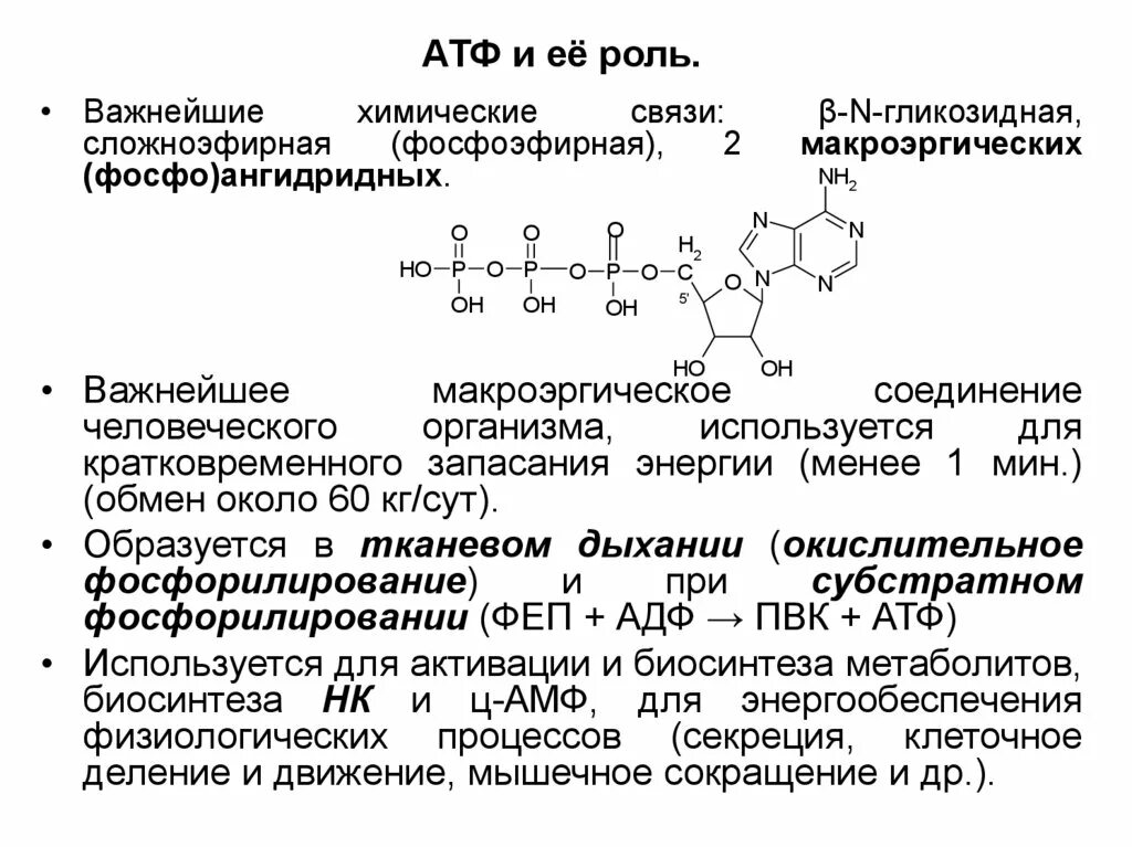 ФАФС биохимия. АТФ формула. Образование ФАФС биохимия. Функции нуклеозидов.