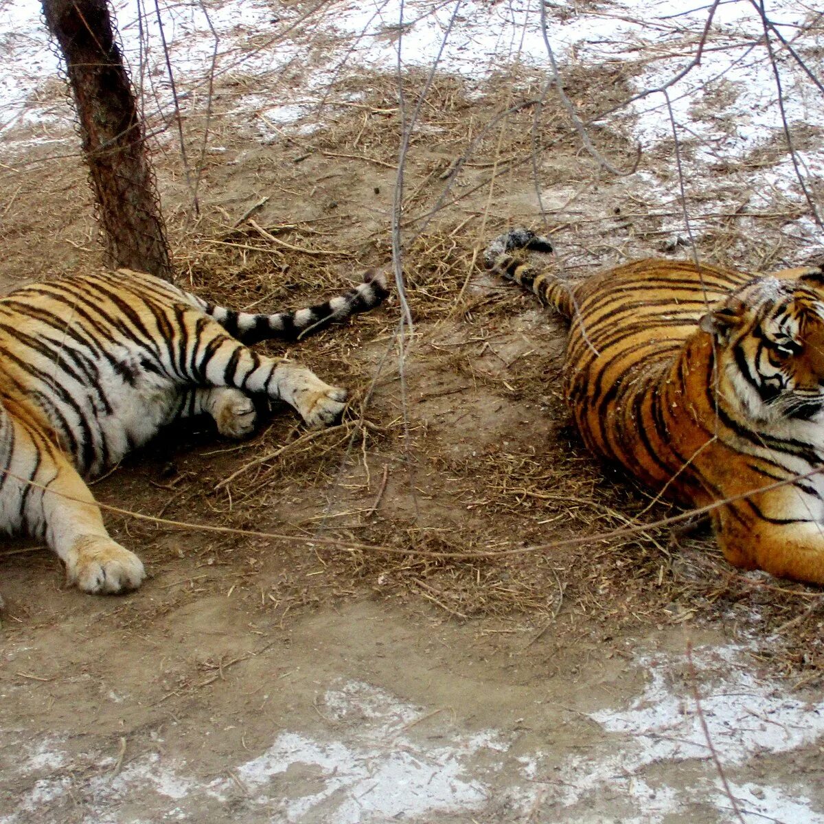 Сафари-парк тигров харбин. Харбинский тигр. Харбинский парк тигров. Толстые харбинские тигры. Парк харбина с амурскими тиграми.