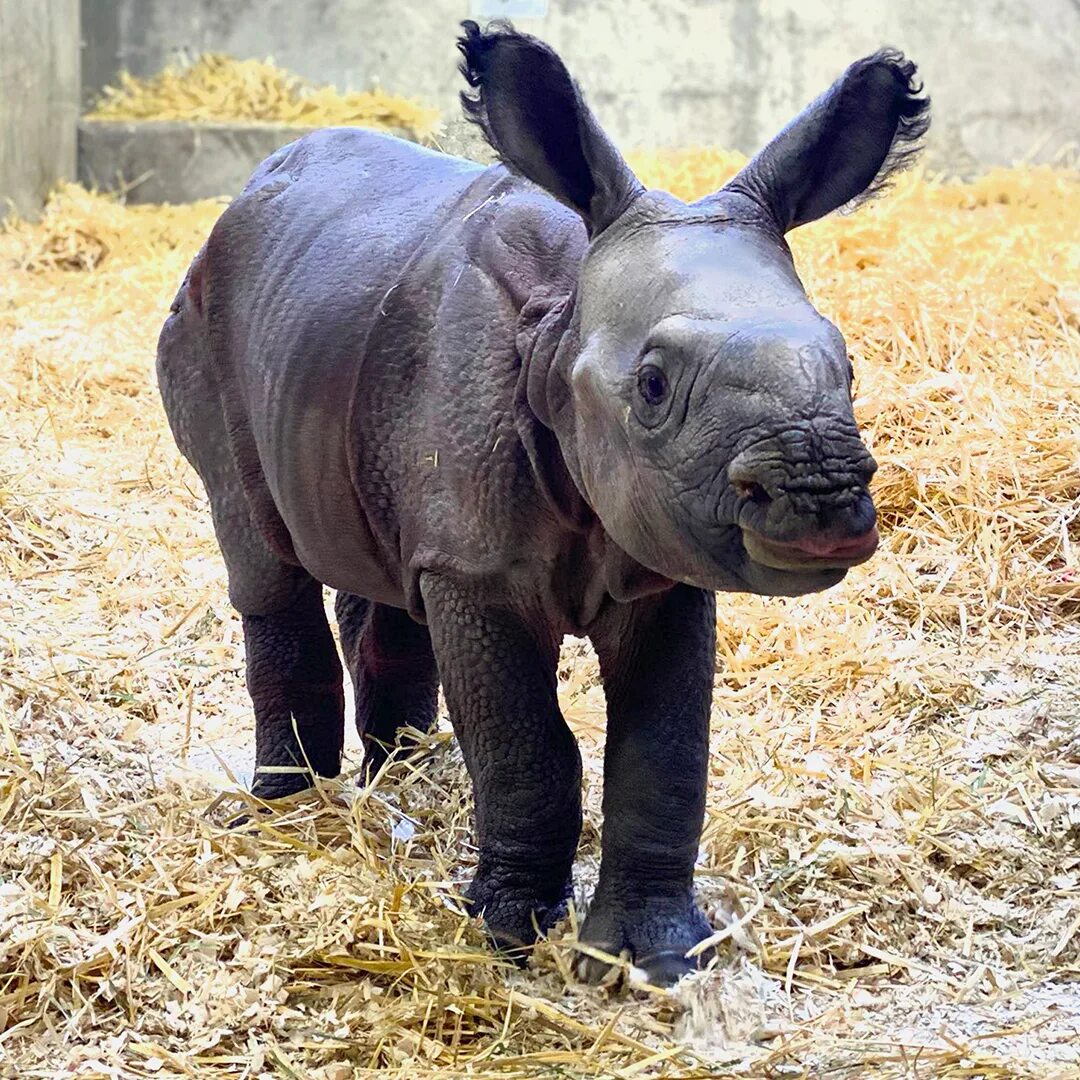 Сколько детенышей носорога родилось в 2001 году. Суматранский носорог. Суматранский носорог детеныш. Новорожденный суматранский носорог. Суматранский носорог спаривания.