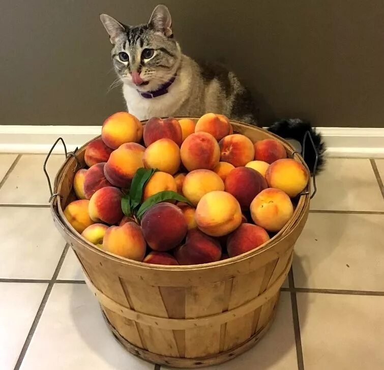 кот персик. кот персик. персик с глазами. говорящий персик. персик улыбается.