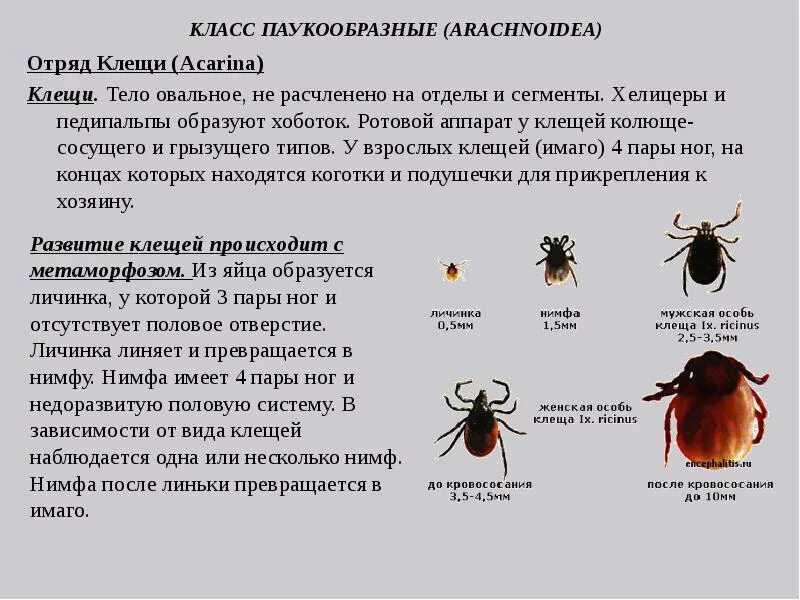 Переносчиком энцефалита является
