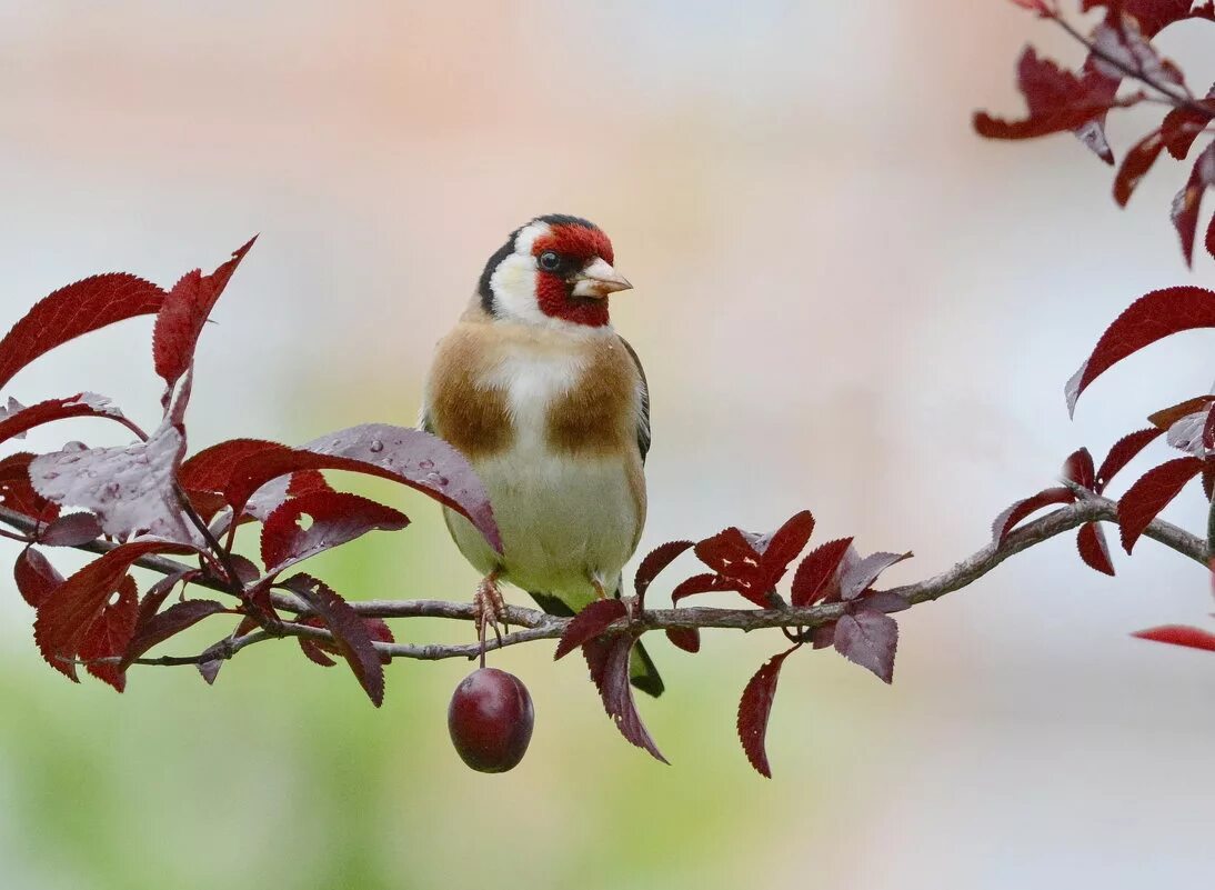 варакушка певчая. щегол на ветке. щегол на ветке. певчие птицы южного урала. щегол (carduelis carduelis).