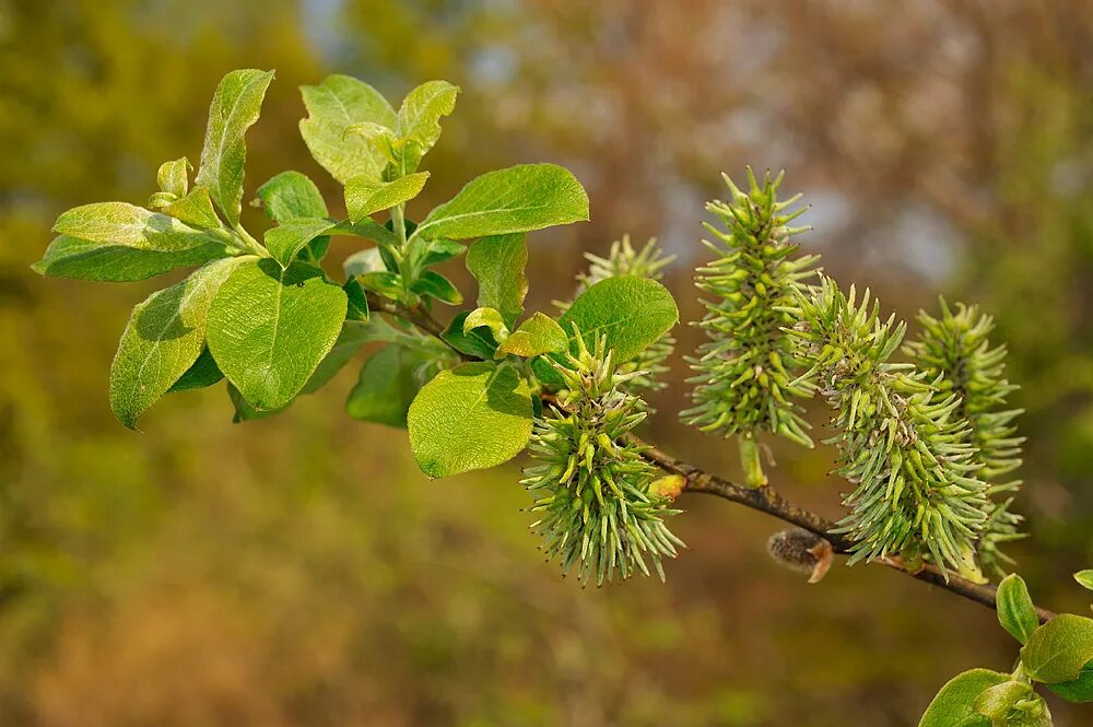 Бредина 6 букв. Ива Козья Salix caprea. Ива Козья бредина. Ива Козья, бредина – Salix caprea l.. Ива бредина (Salix caprea).