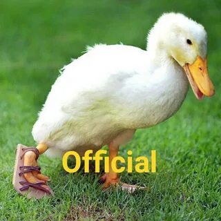 Being a duck
