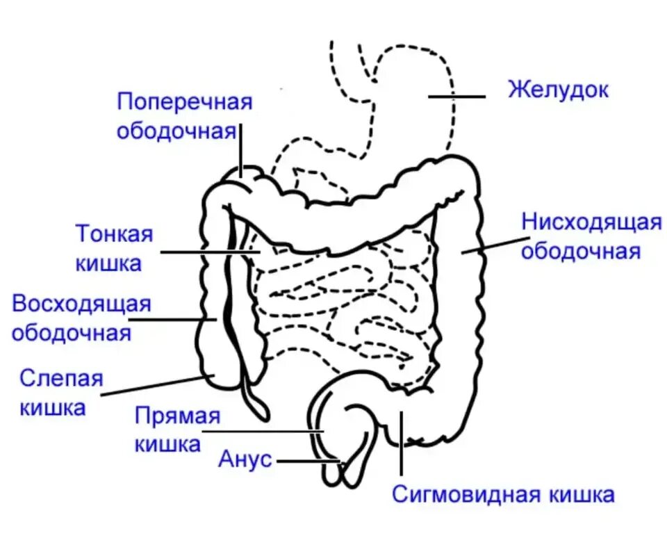 Тонкая кишка человека рисунок. Отделы тонкого и Толстого кишечника рисунок. Толстый кишечник рисунок анатомия. Толстая кишка тонкая кишка рисунок. Кишечник толстая и тонкая кишка рисунок.