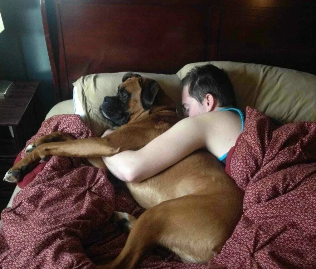 Собаки спят в обнимку с хозяином. Собака в кровати с хозяином.