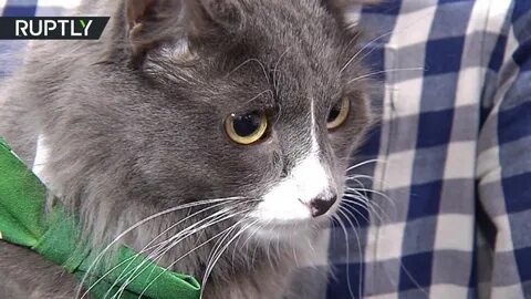 Кот не принимает нового кота