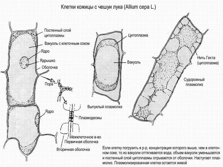 Наблюдение за плазмолизом в клетках