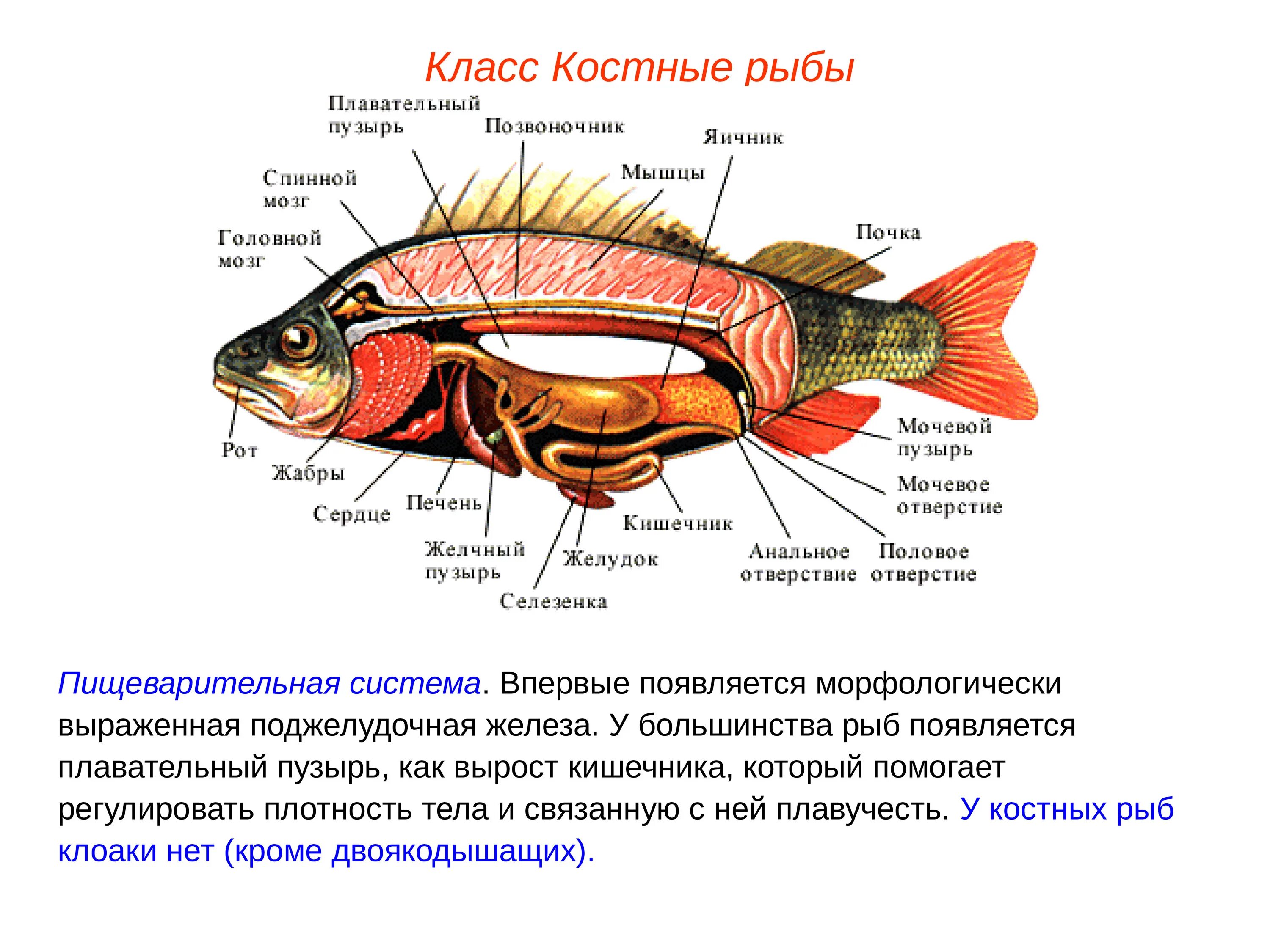 Строение систем органов рыбы. Пищеварительная система костных рыб. пищеварительная и выделительная система окуня. плавательный пузырь у двоякодышащих рыб. надкласс рыбы выделительная система.