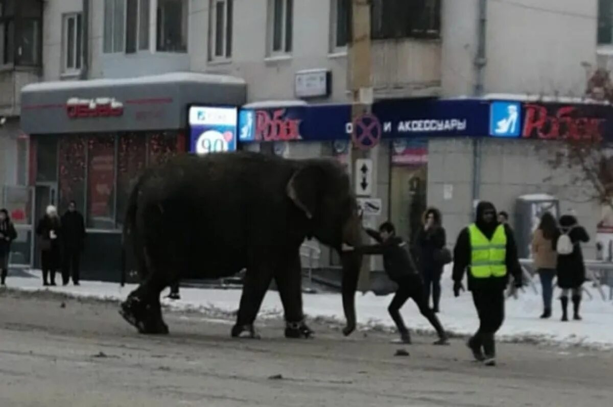 Слон сбежал в Екатеринбурге на Малышева. Слон сбежал из цирка Екатеринбург. Слон на улице в Екатеринбурге. Слоны сбежали в Екатеринбурге. В екатеринбурге сбежал