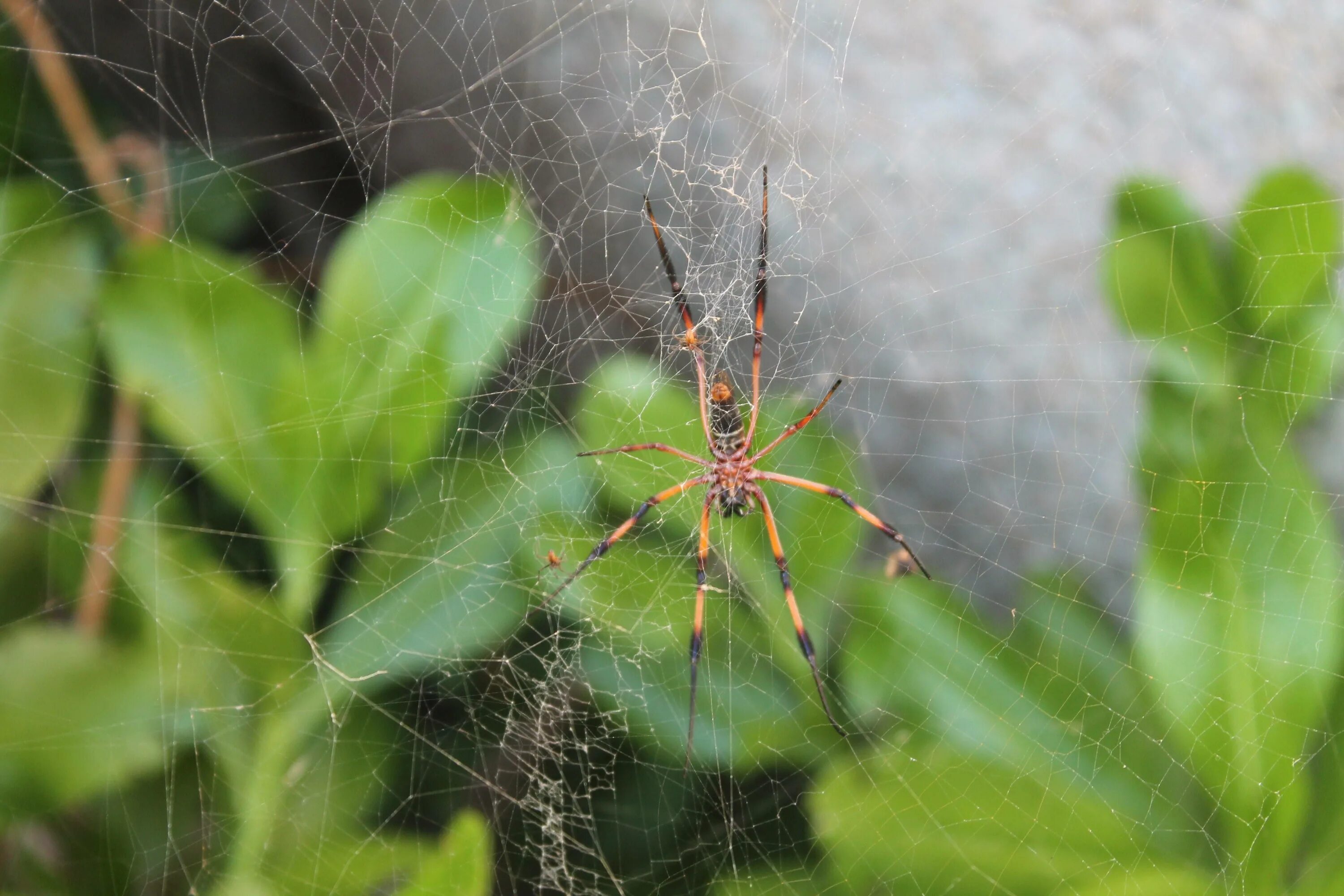 Spider island. Воронковый паук травяной. Паутина воронкового паука. Паучий остров Айтолико. Паутина крестовика.