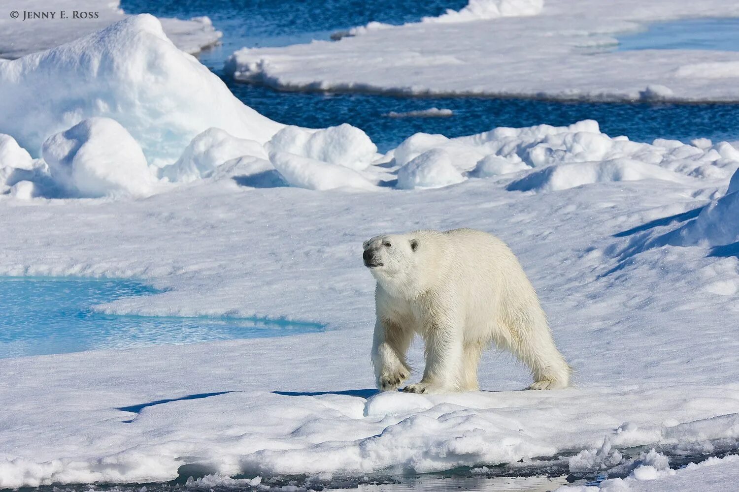 Арктические пустыни Эскимосы. Арктические пустыни белый медведь. Обитатели севера.