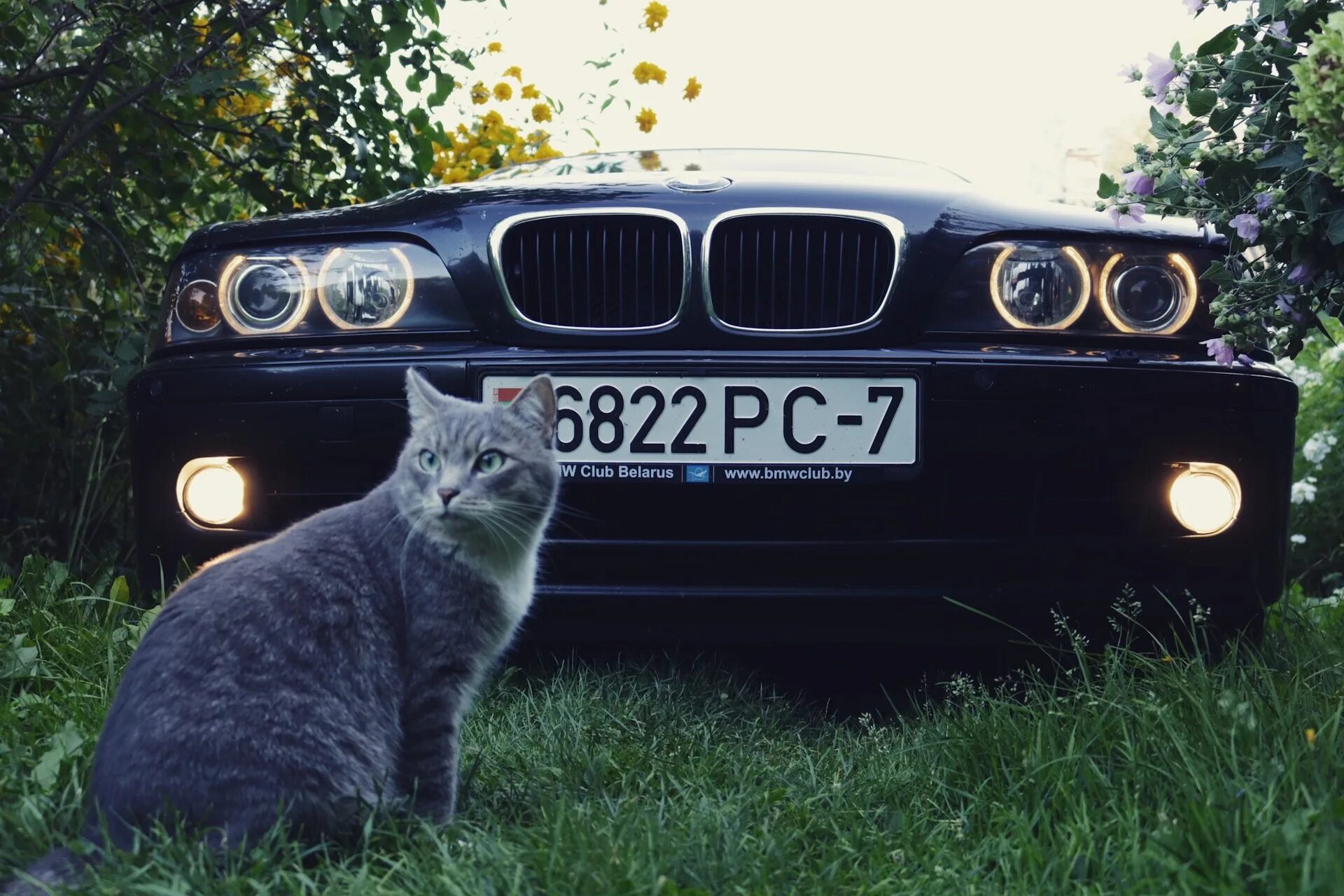 Black cat car