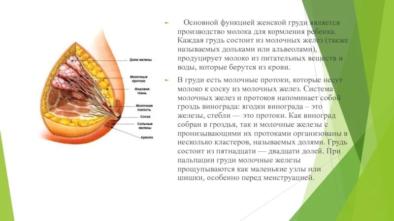 Как выглядит молочная железа внутри Breast Cancer Awareness Pink Ribbon Stock Illustration Illustration of backgro