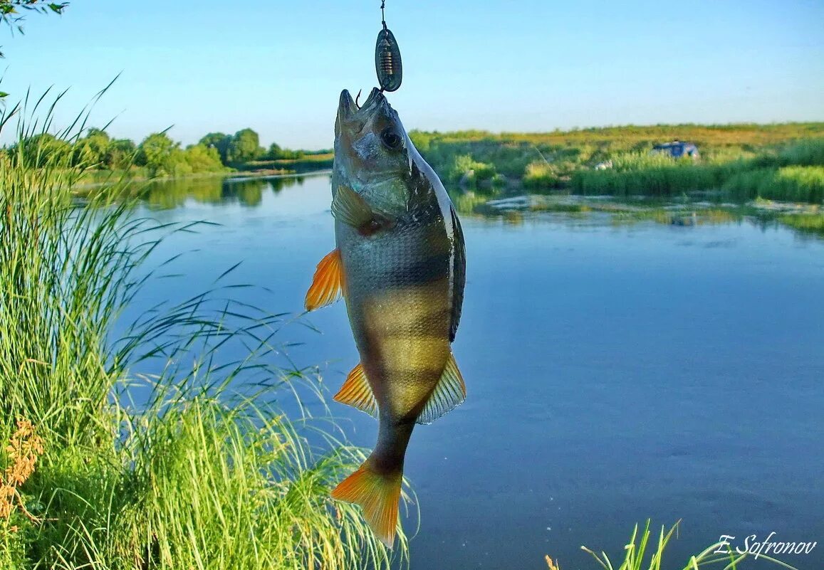 Рыбалка на свияге. Рыбы свияги. Щука свияга. Рыба пеша? водится в свияге у свияжска пеша. Рыба в реке.