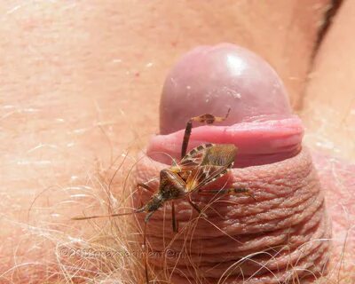 Western Conifer seed bug - slowly crawling 