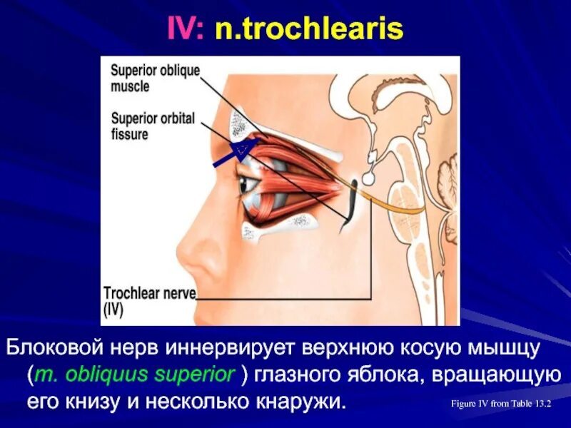 Какой нерв иннервирует глазную мышцу. Блоковый нерв иннервирует. nervus trochlearis. блоковый нерв анатомия. блоковый нерв иннервирует мышцу:.