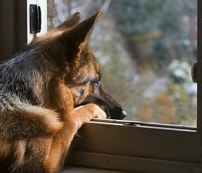 Беспокойство животных. Собака ждет. Собака ждет хозяина. Пес ждет. Соба скучает.