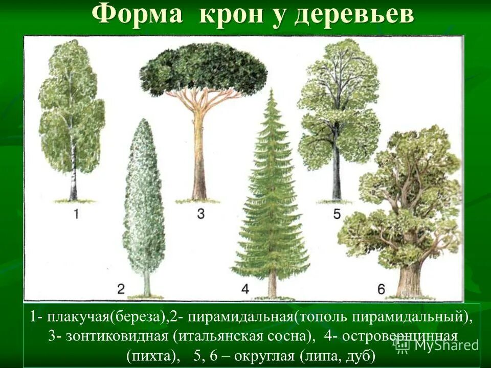 Определите тип простого предложения тополь рукой. Пирамидальная веретенообразная крона тополь. пирамидальный тополь форма кроны. крона дерево форма крон. колонновидная форма кроны деревьев хвойный.