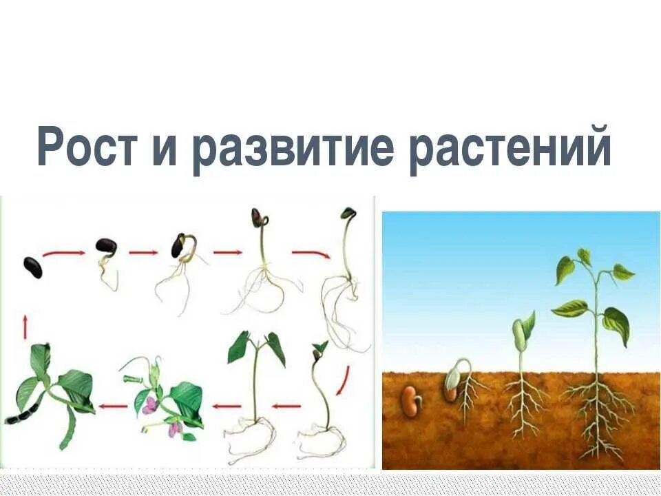 Этапы роста растений. Рост и развитие растений схема. Этапы развития растений. Процесс развития растений.