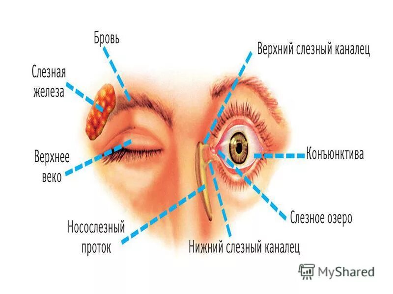 Где край века. Конъюнктива глаза анатомия. Строение глаза человека конъюнктивальный мешок. Конъюнктивит мешок конъюнктивальный. Верхний конъюнктивальный мешок анатомия.