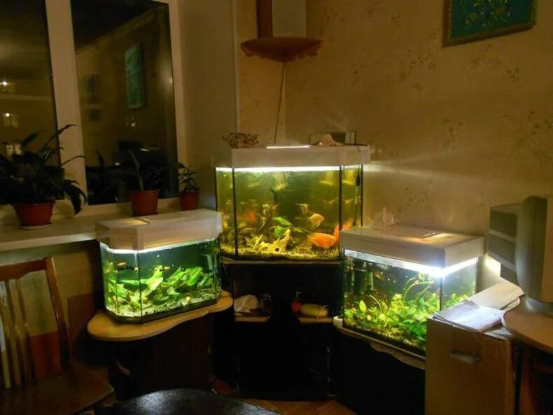 Сколько рыб можно держать. Аквариум 3 л. Гуппи в маленьком аквариуме. 7 Литровый аквариум. Рыбки в 60 литровый аквариум.