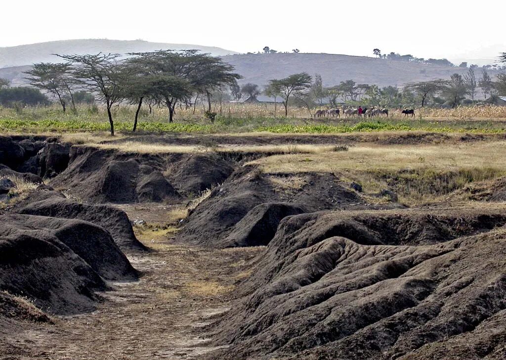 Исчезновение флоры африки. Сахель африка. Сельва почва. Черные тропические почвы. Почвы субэкваториального пояса африки.