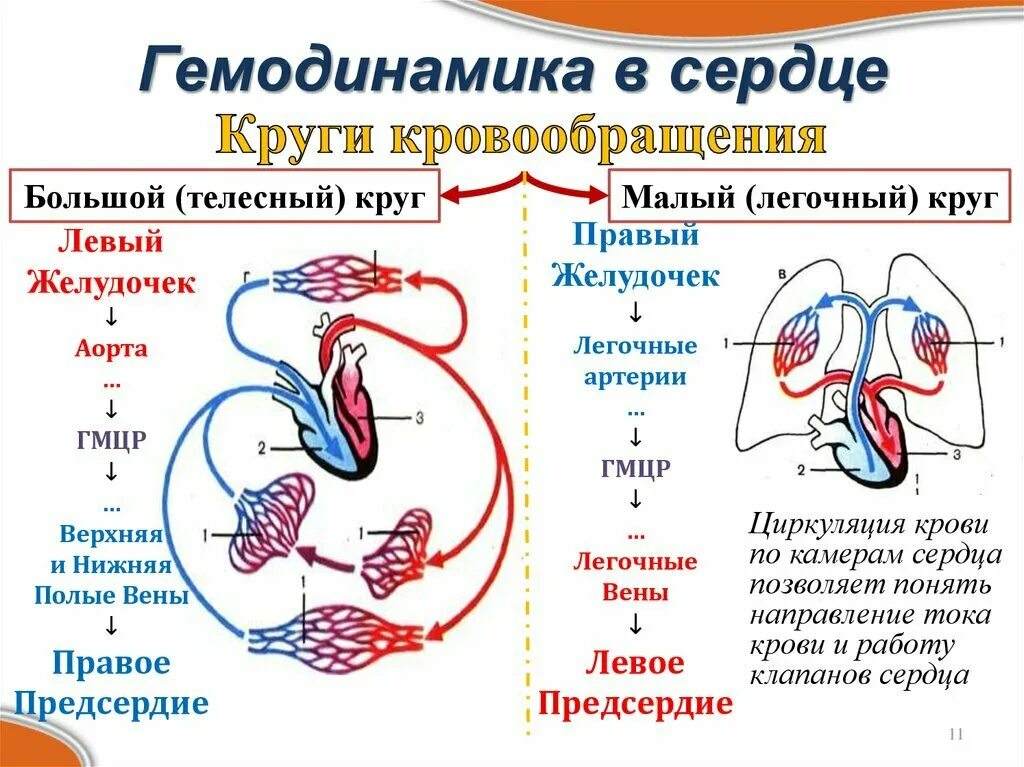 К какому кругу кровообращения относится правое предсердие. Малый круг кровообращения и большой круг кровообращения схема. Большой и малый круг кровообращения схема егэ. Строение сердца человека круги кровообращения схема. Опишите большой и малый круги кровообращения.
