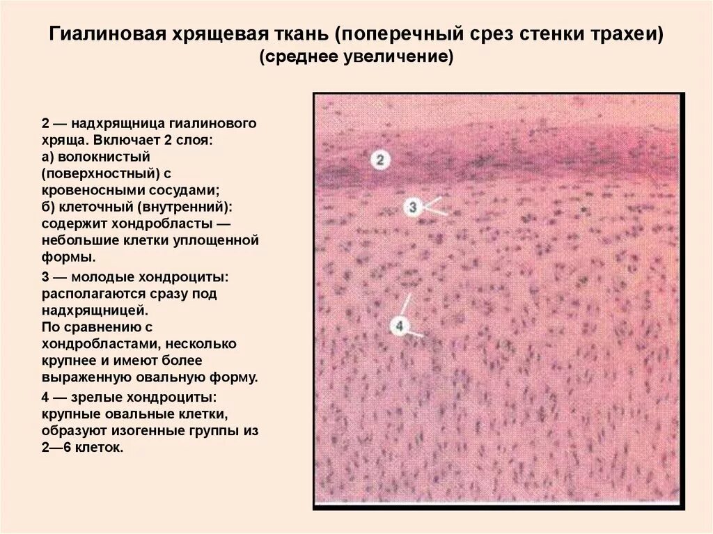 Суставный хрящ какая ткань. Гиалиновая хрящевая ткань гистология. Гиалиновый хрящ гистология. Срез гиалинового хряща. Гиалиновая хрящевая ткань строение.