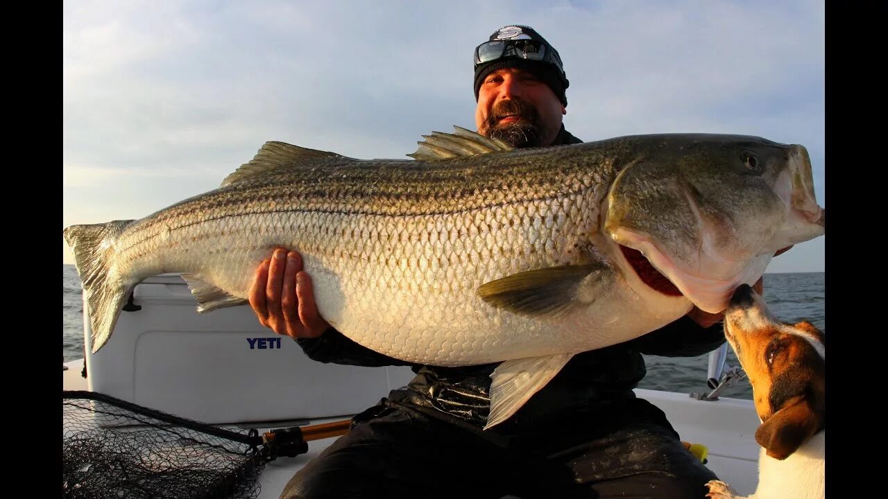 Щука-маскинонг. Real big fishing. Хромис рыба. Спортивное рыболовство. Big fish.