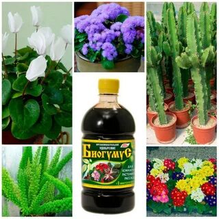Удобрение чтобы цветы цвели