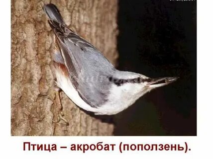 Укажи лишнюю птицу снегирь журавль поползень сорока