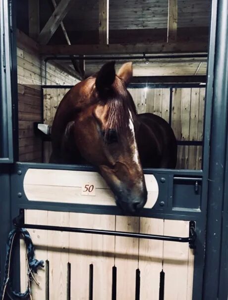 Судиславль конюшня. Р тракен с увп. Выездка сокорос тренера. Кск антей. Кск аренда.