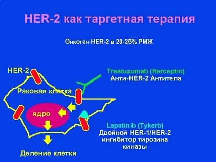 Таргетная терапия рака молочной