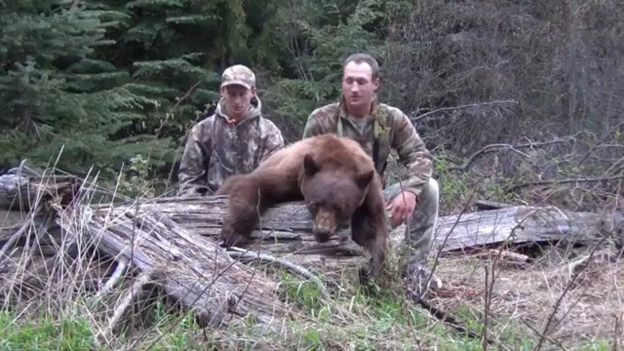 Охота на уставшей. Самый большой медведь добытый на охоте. Охота на Дальнем востоке на медведя.