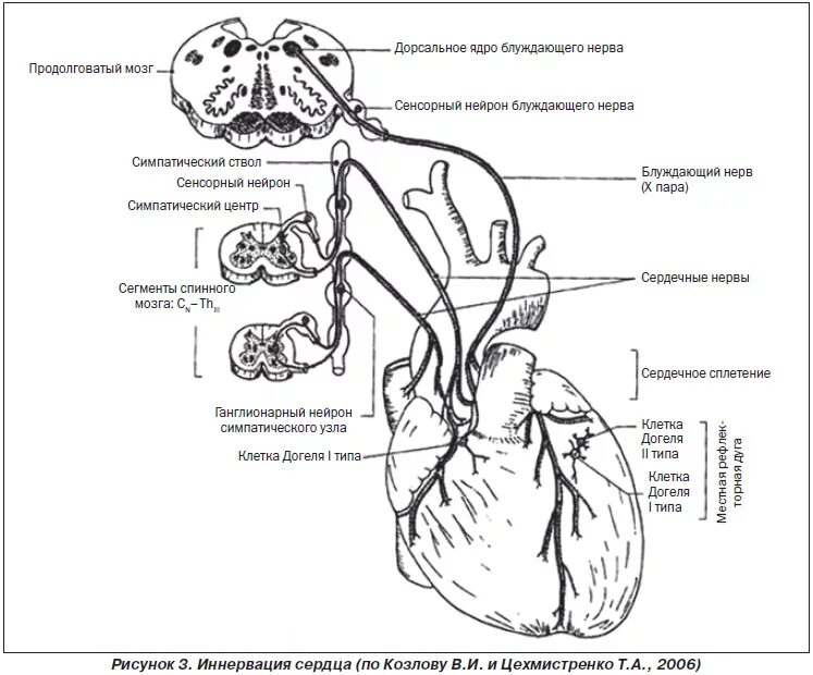 регуляция работы сердца. строение сердца нервная система. проводящая система сердца синусовый узел. структурно функциональная характеристика проводящей системы сердца. деятельность сердца регулируется.