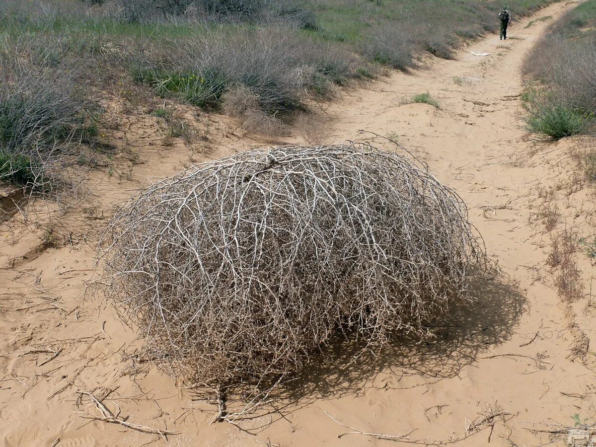 Перекати поле - земная икра. Перекати одежда. Ирен перекати поле сериал. Перекати одежда. Растение перекати поле луговой.