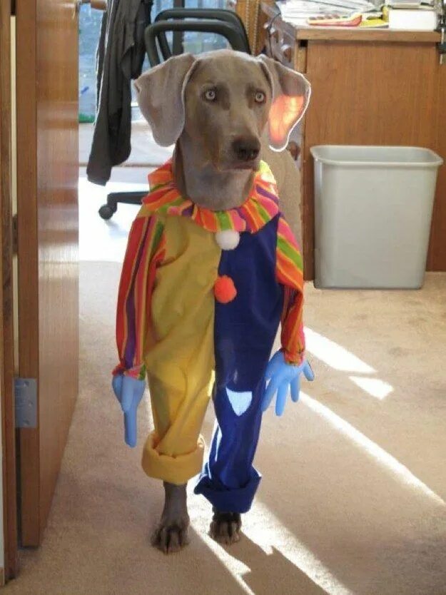 Костюм собаки видео. Смешные собачьи костюмы. Прикольные костюмы для собак. Костюмы для собак смешные на Хэллоуин. Собаки в костюмах приколы.