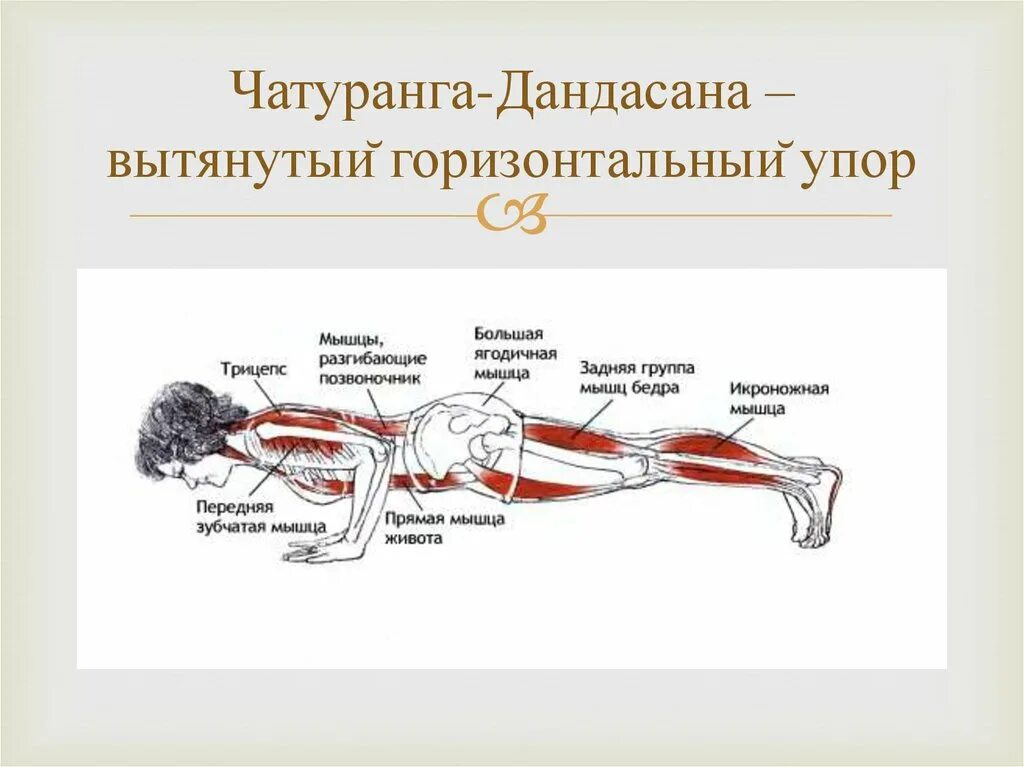 Чатуранга дандасана. Айенгар чатуранга. 5. Чатуранга дандасана. Анатомия йоги дандасана.