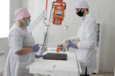 Ветеринар 5
