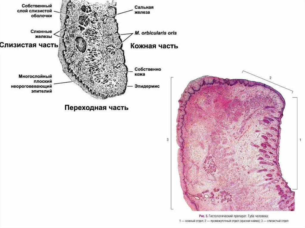 Клетки слизистой полости рта. Строение слизистой оболочки полости рта гистология. Сагиттальный срез губы гистология. Гистологическое строение слизистой оболочки ротовой полости. Анатомо-функциональное строение слизистой оболочки полости рта.