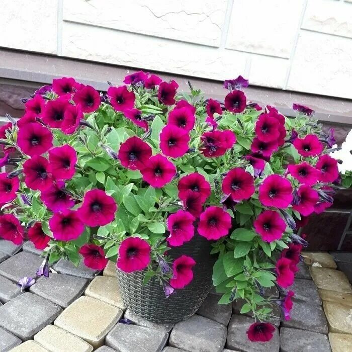 Петунья супер каскадная ф 1 бургунди. Петуния суперкаскадная бургунди f1. Петуния суперкаскадная. Петуния суперкаскадная смесь. Петуния суперкаскадная f1.