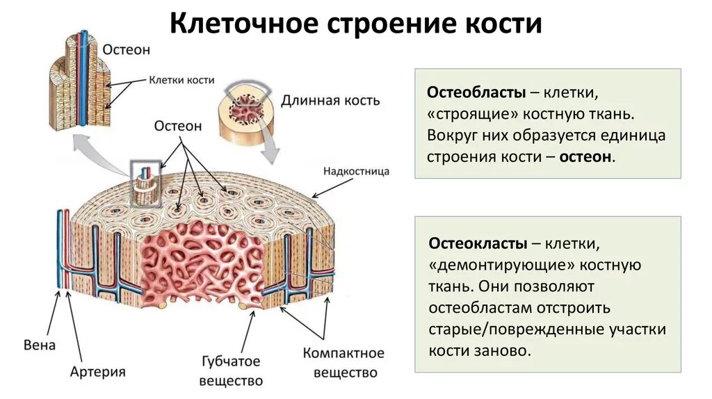 Строение костной ткани остеобласты. Строение клетки костной ткани. Строение костной ткани человека анатомия. Строение кости человека Остеон.