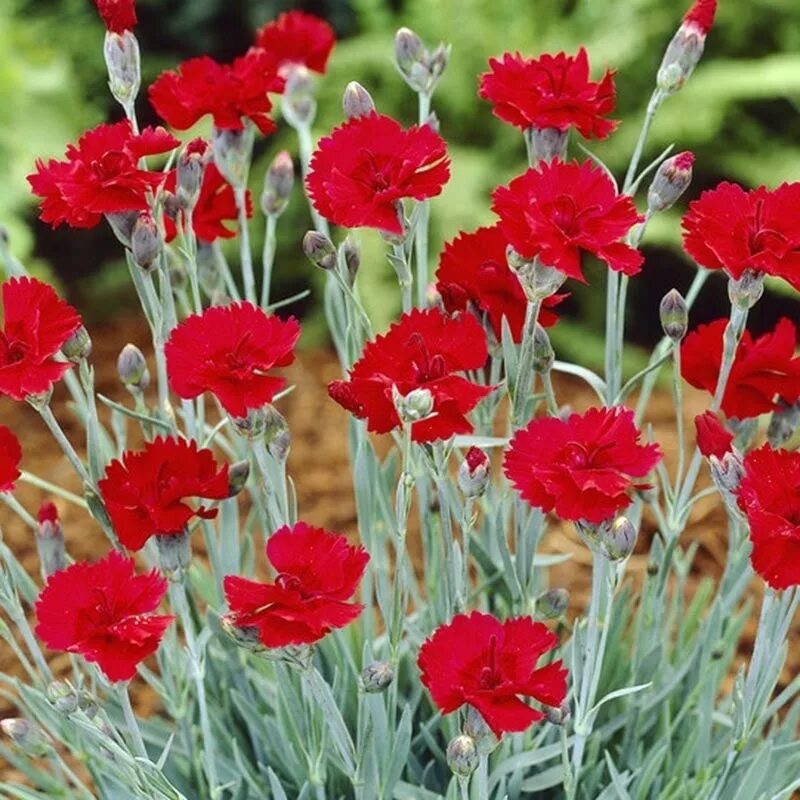 Диантус гвоздика Садовая. Садовая гвоздика (Dianthus caryophyllus). Гвоздика Шабо алая. Гвоздика многолетняя низкорослая. Гвоздика высокая