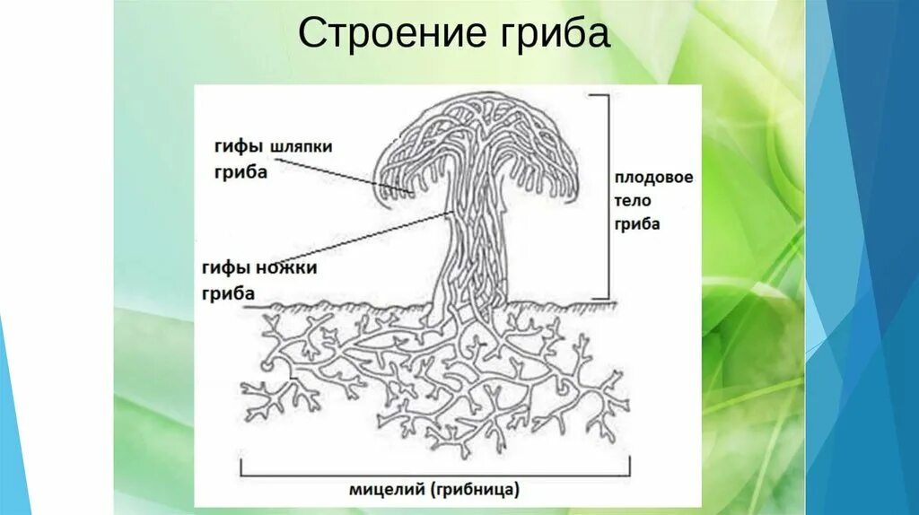 Строение шляпочного гриба 7 класс биология. Строение грибницы мицелия. Схема плодовое тело шляпочного гриба. Строение шляпочного гриба мицелий. Строения мицелия грибов рисунок.